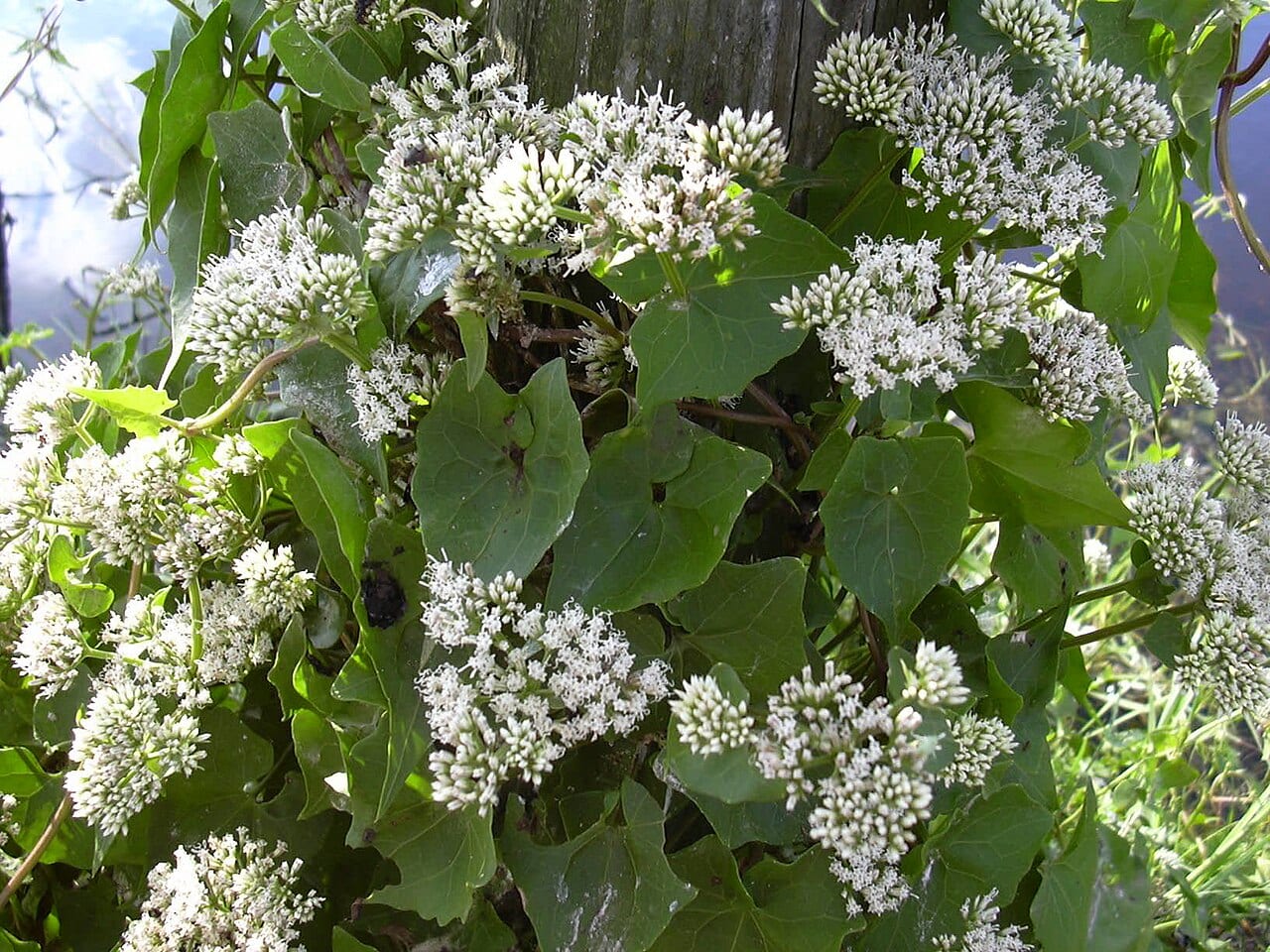 Climbing hempvine (Mikania scandens)