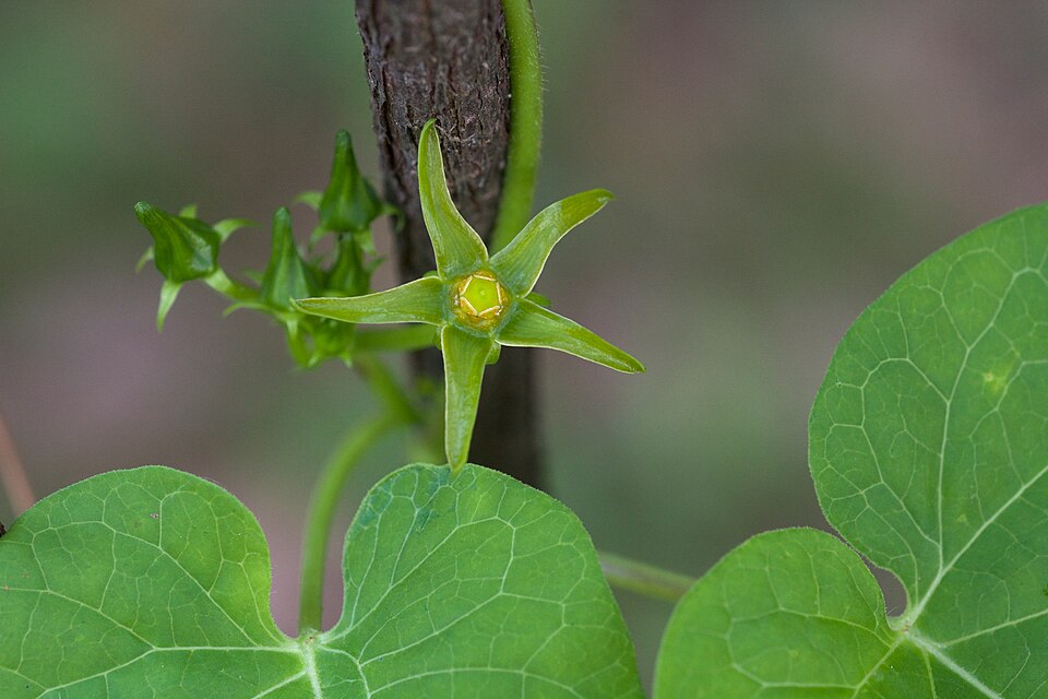 Angular-fruit Milkvine (Matelea gonocarpos) with heart-shaped leaves and unusual flowers