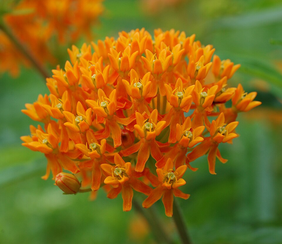 Asclepias tuberosa — orange butterfly milkweed in bloom