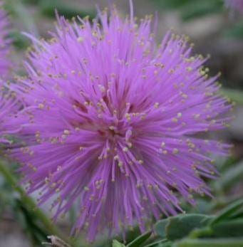 Fragrant mimosa (Mimosa borealis)