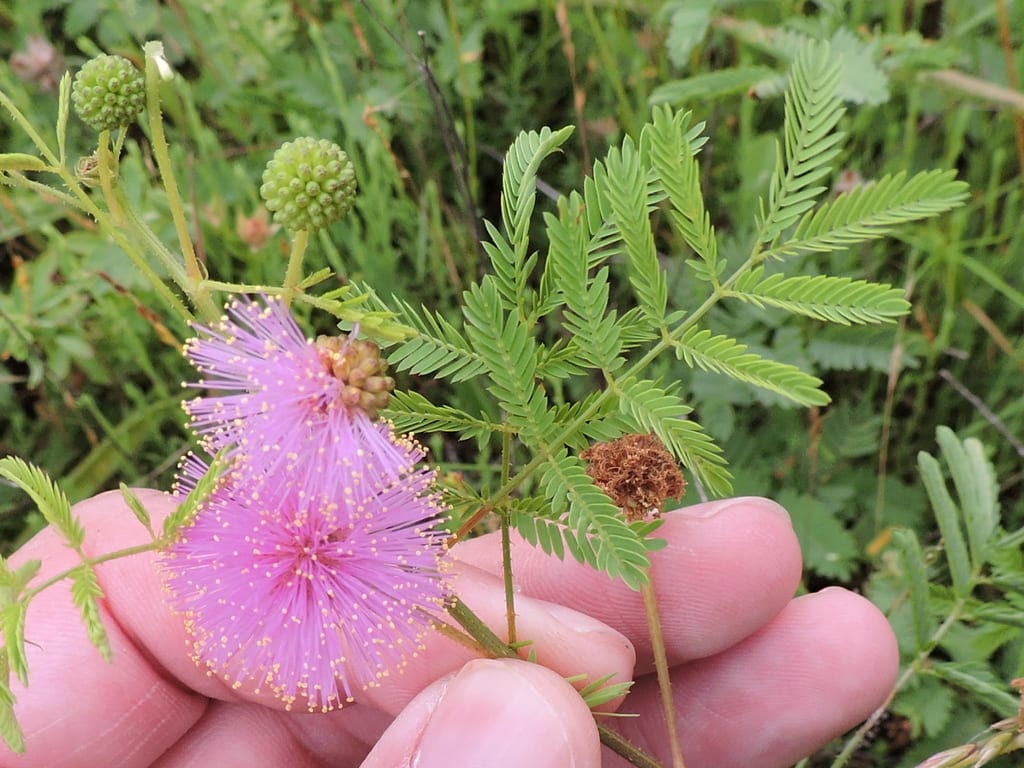 Roemer's mimosa (Mimosa roemeriana)
