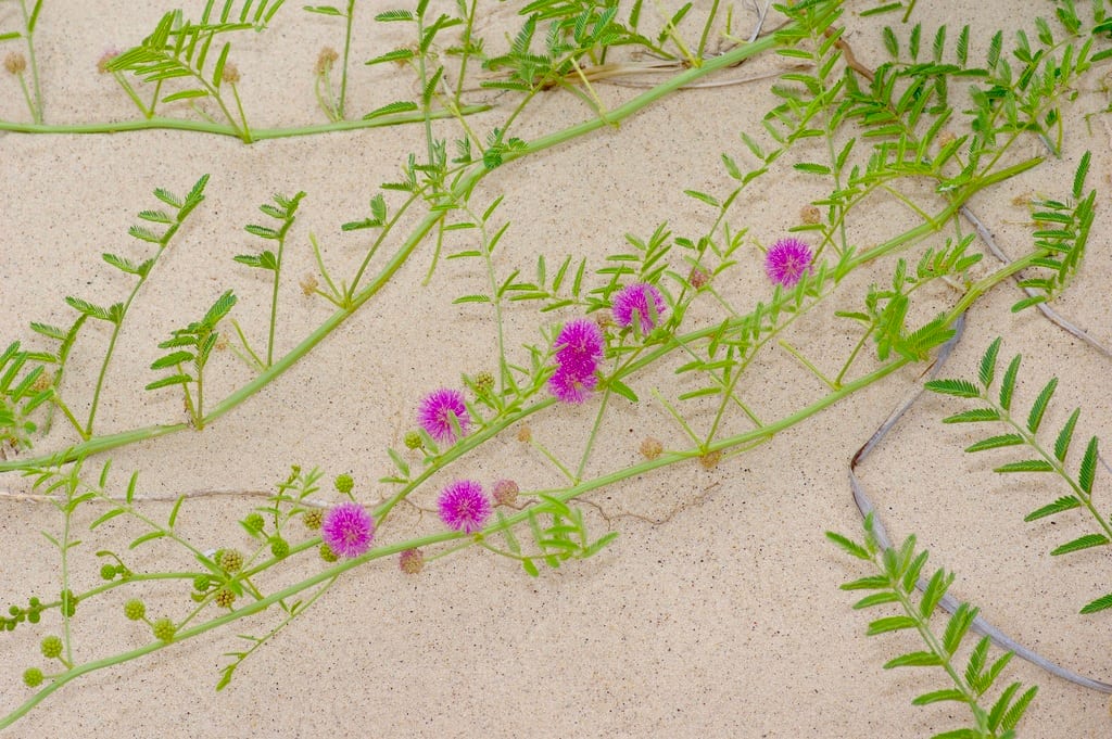 Eastern sensitive plant (Mimosa rupertiana)