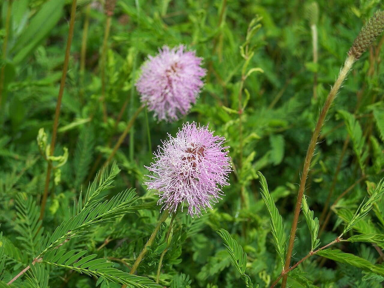 Powderpuff (Mimosa strigillosa)
