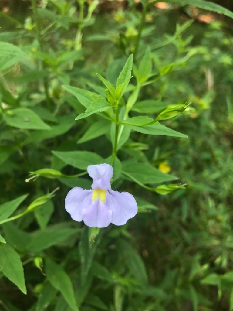 Allegheny monkeyflower (Mimulus ringens var. ringens)