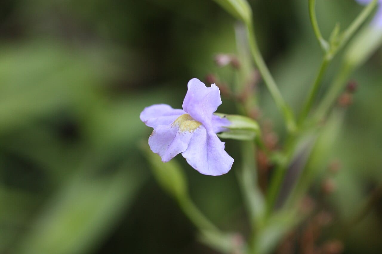 Allegheny monkeyflower (Mimulus ringens)
