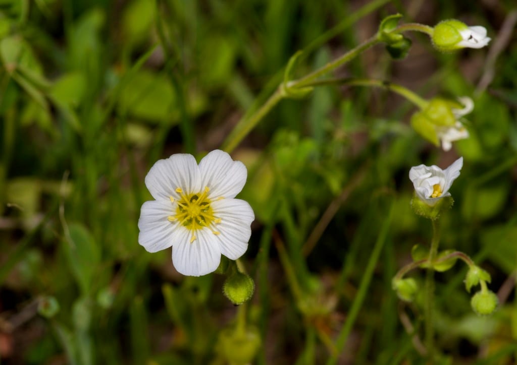 Drummond's stitchwort (Minuartia drummondii)