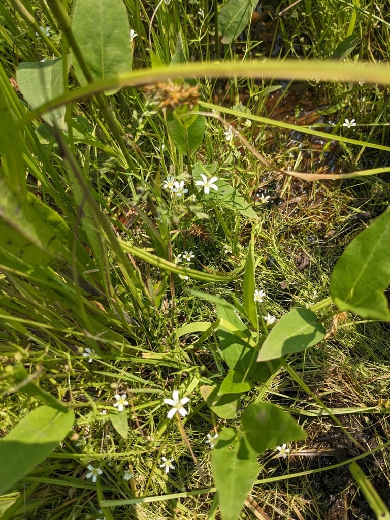 Godfrey's sandwort (Minuartia godfreyi)