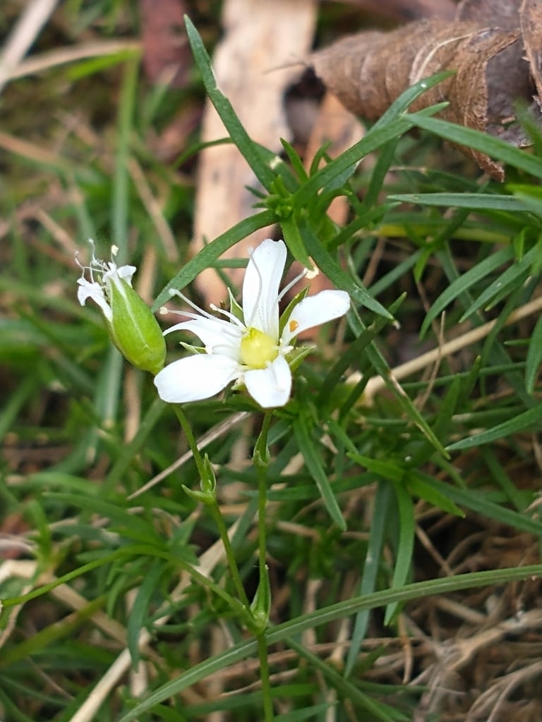 Michaux's stitchwort (Minuartia michauxii var. michauxii)