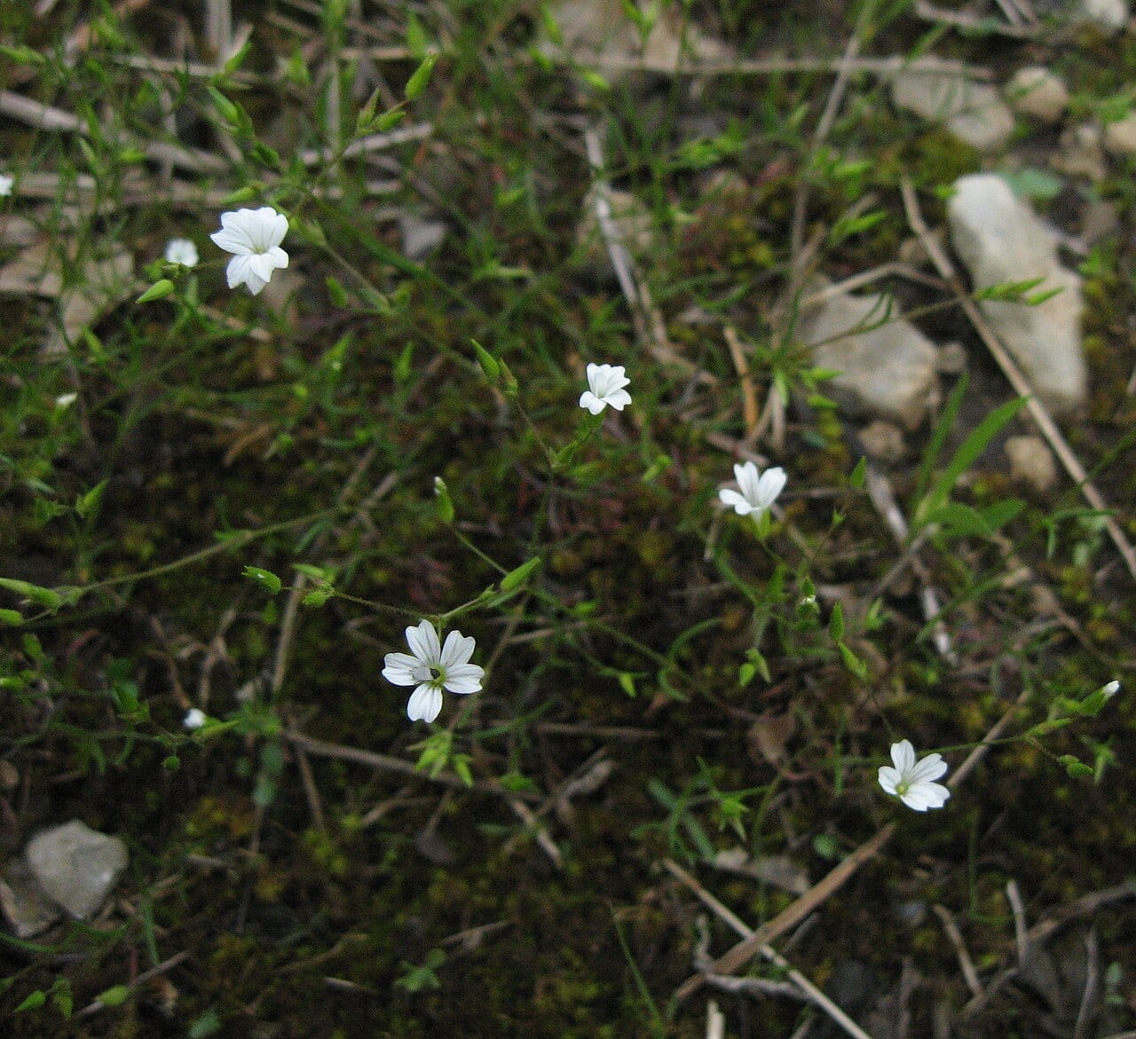 Pitcher's stitchwort (Minuartia patula)