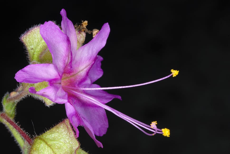 White four o'clock (Mirabilis albida)