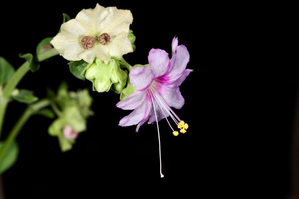 Giant four o'clock (Mirabilis gigantea)