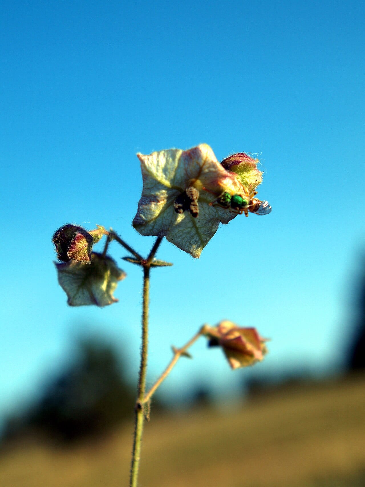 Narrowleaf four o'clock (Mirabilis linearis)