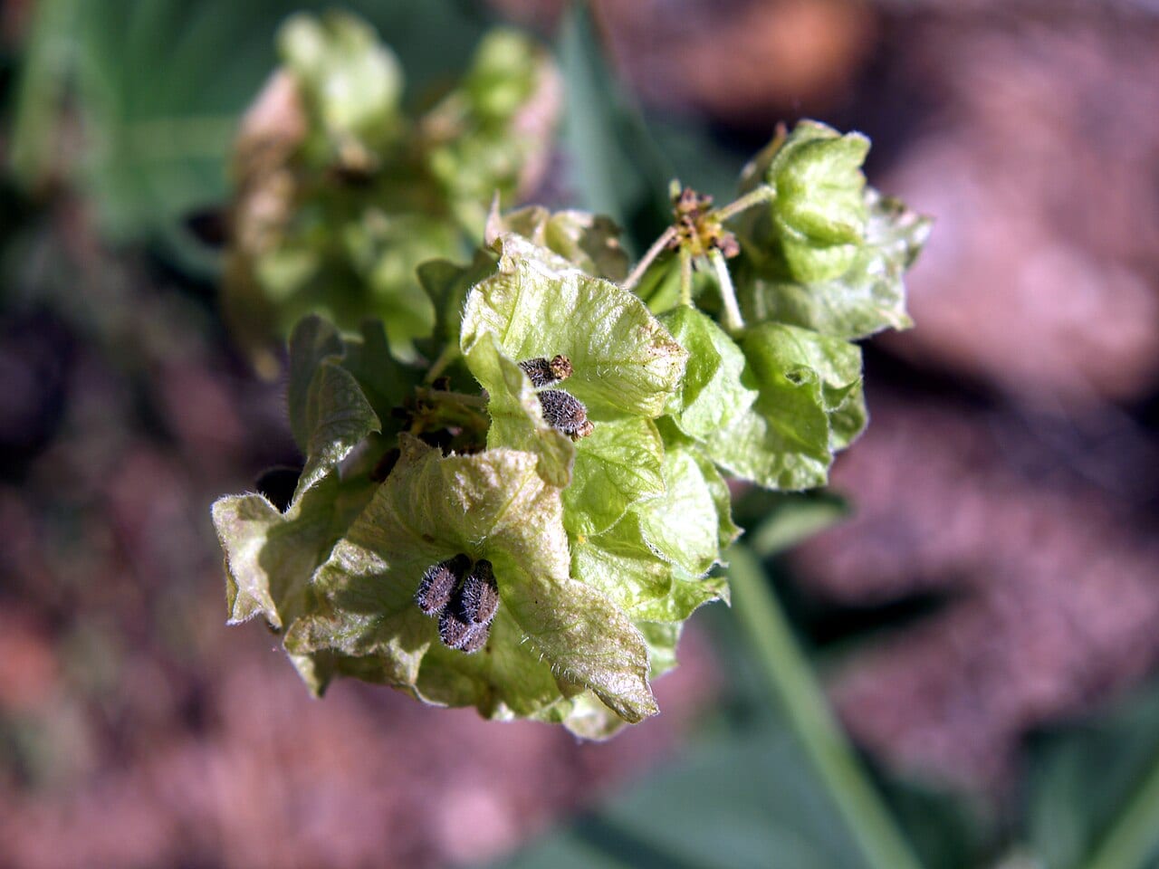 Heartleaf four o'clock (Mirabilis nyctaginea)