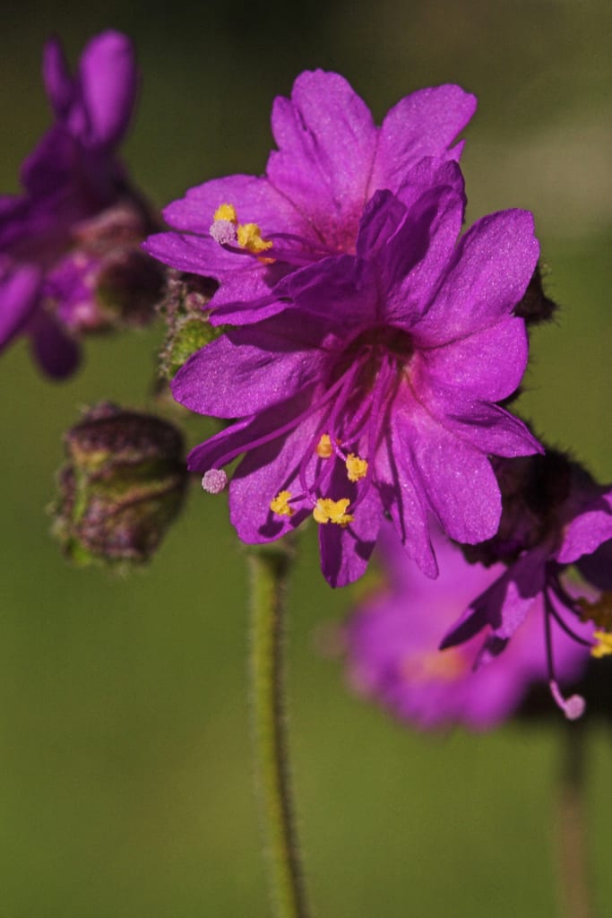Smooth spreading four o'clock (Mirabilis oxybaphoides)