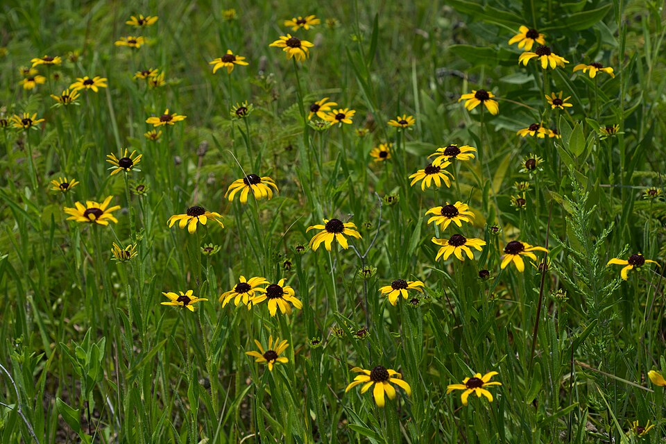 Missouri Coneflower (Rudbeckia missouriensis) with bright yellow rays and dark brown cone