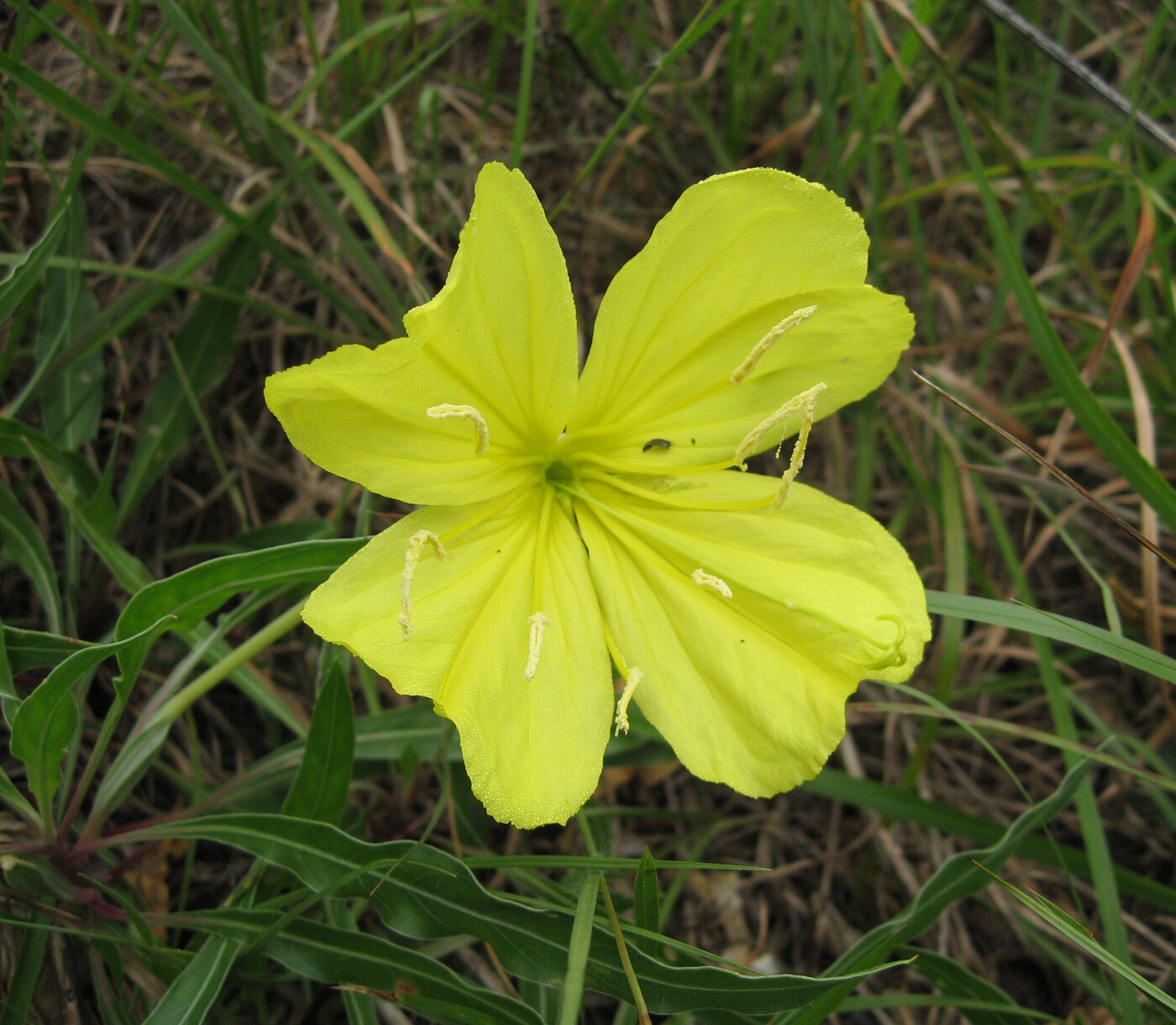 Missouri Evening Primrose (Oenothera macrocarpa) — large lemon-yellow flower over silvery-green foliage