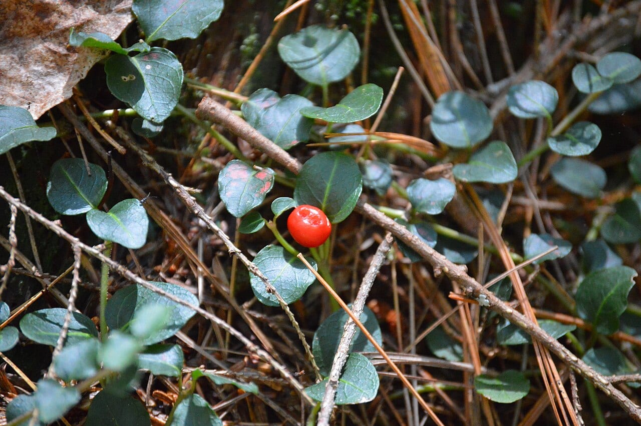Partridgeberry (Mitchella repens)