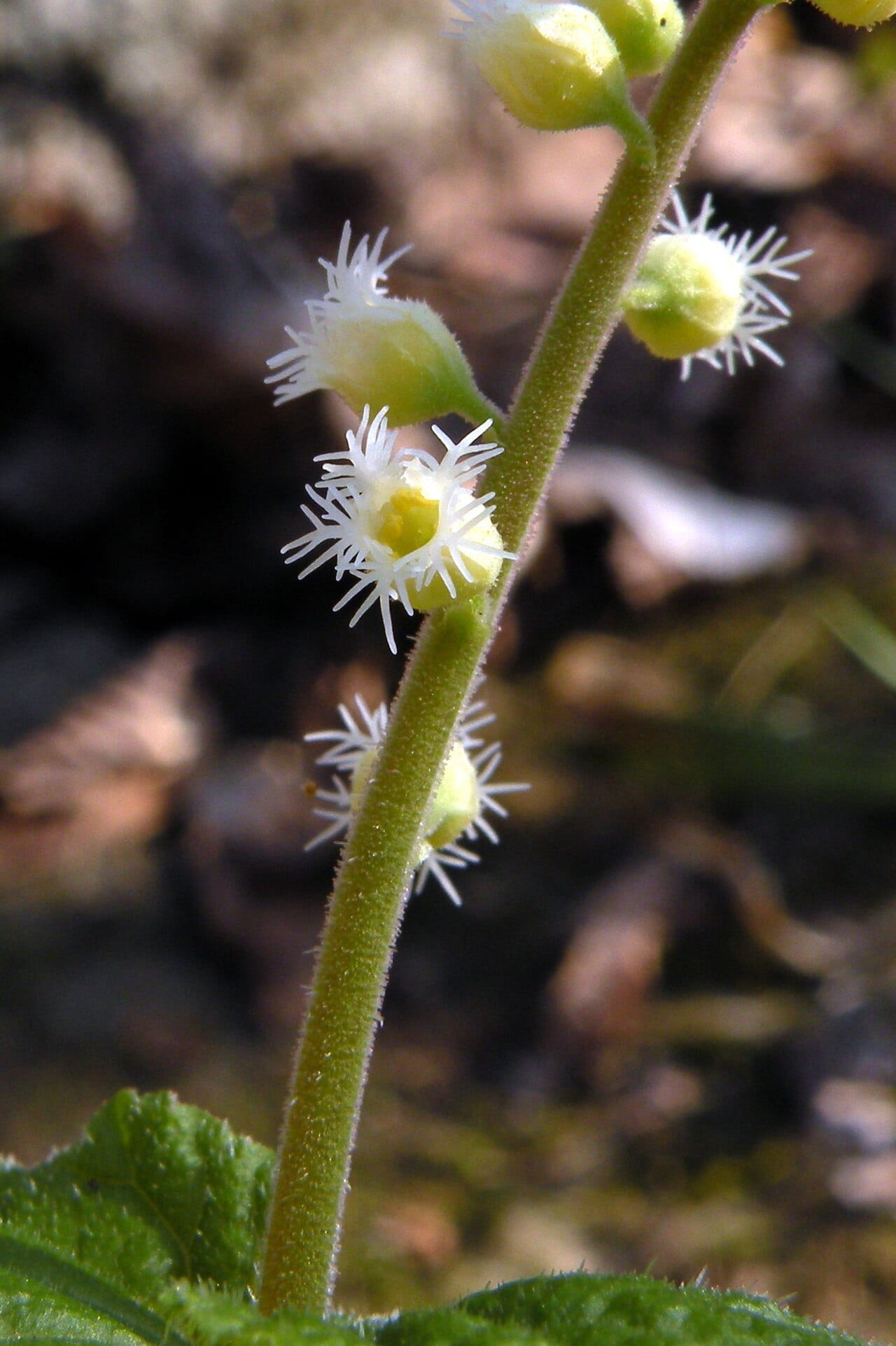 Twoleaf miterwort (Mitella diphylla)