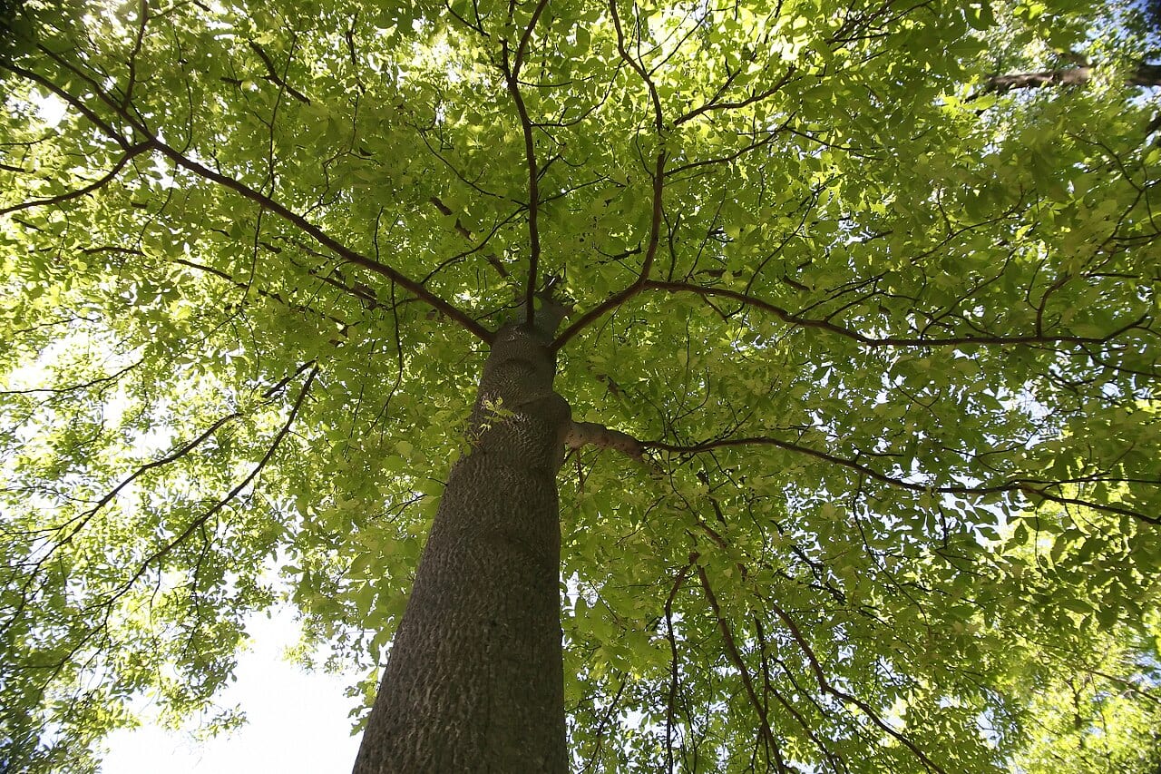 Mockernut Hickory (Carya tomentosa)