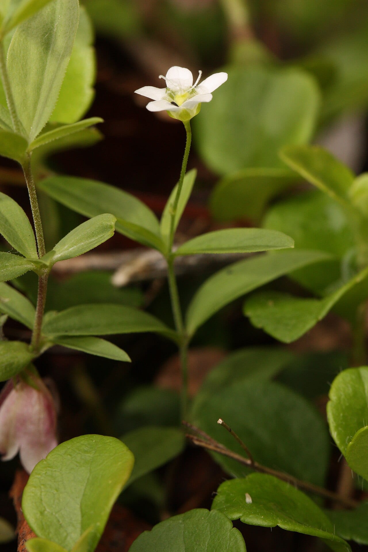 Bluntleaf sandwort (Moehringia lateriflora)