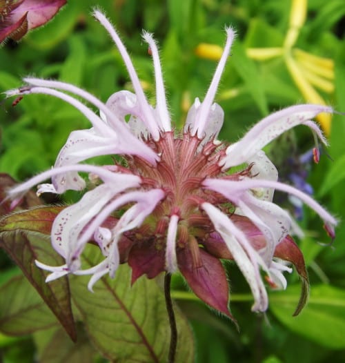 Eastern beebalm (Monarda bradburiana)