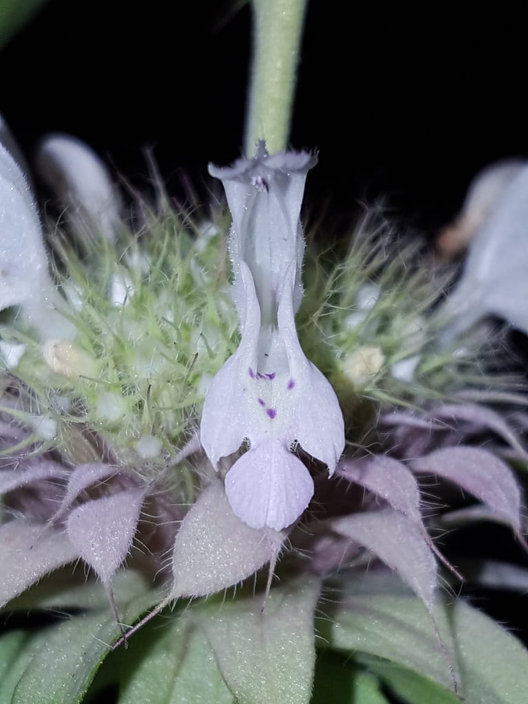 Lemon beebalm (Monarda citriodora var. citriodora)