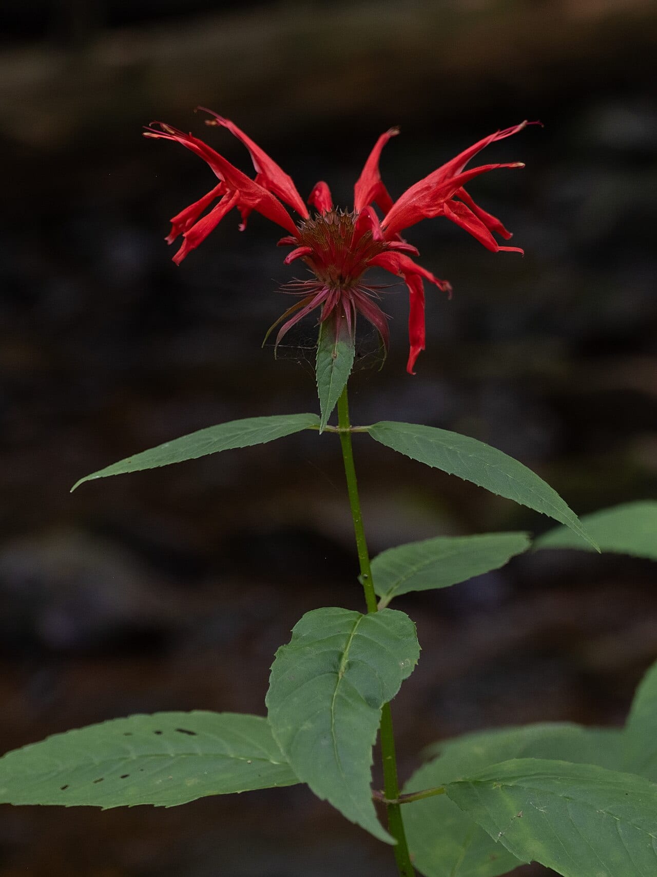 Scarlet beebalm (Monarda didyma)