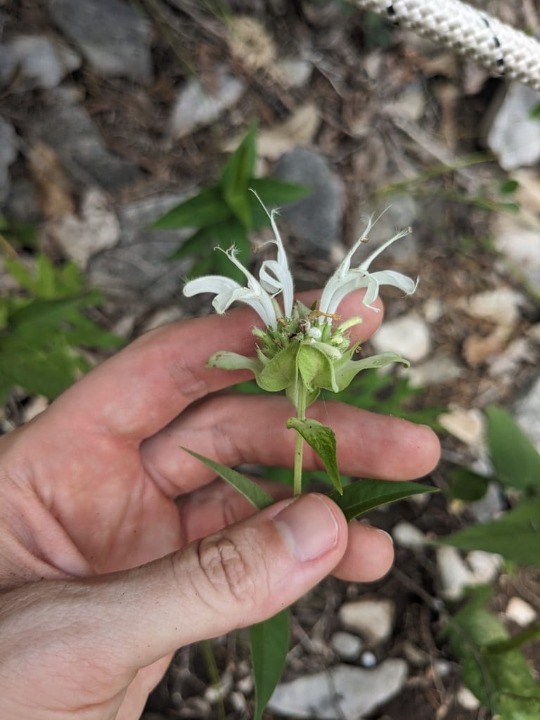 Wild bergamot (Monarda fistulosa ssp. fistulosa)