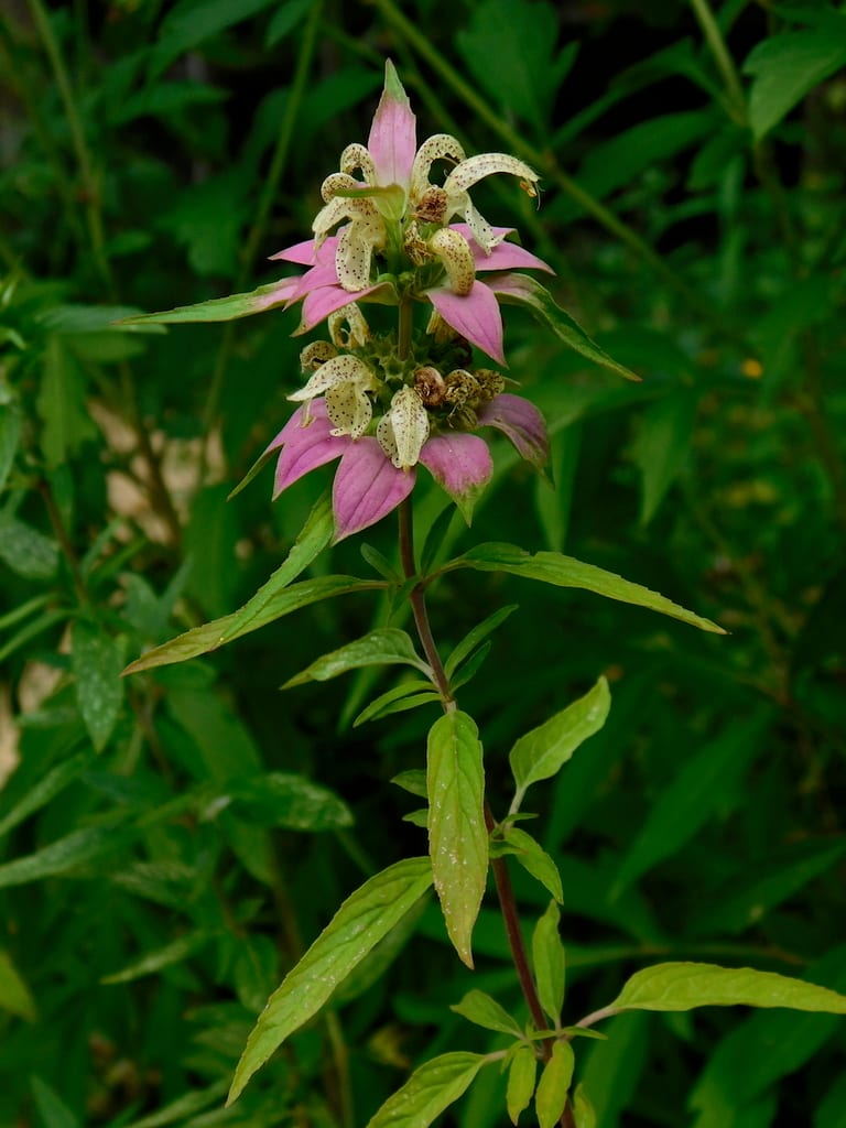 Spotted beebalm (Monarda punctata var. occidentalis)