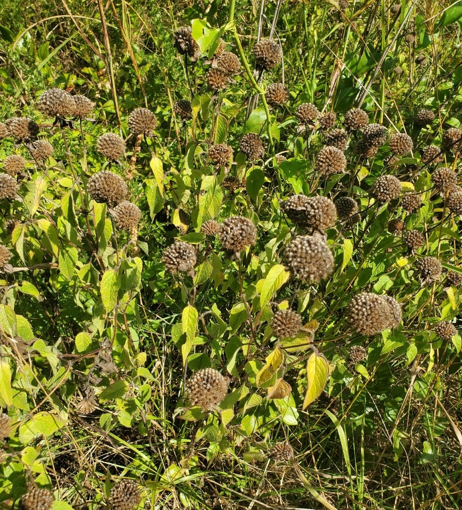 Beebalm (Monarda stipitatoglandulosa)