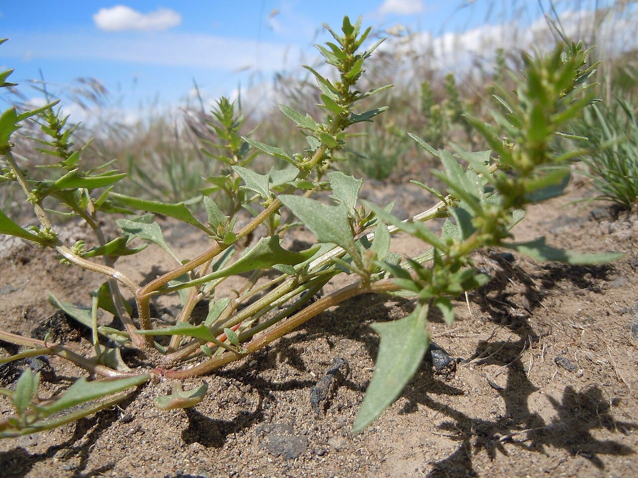 Nuttall's povertyweed (Monolepis nuttalliana)