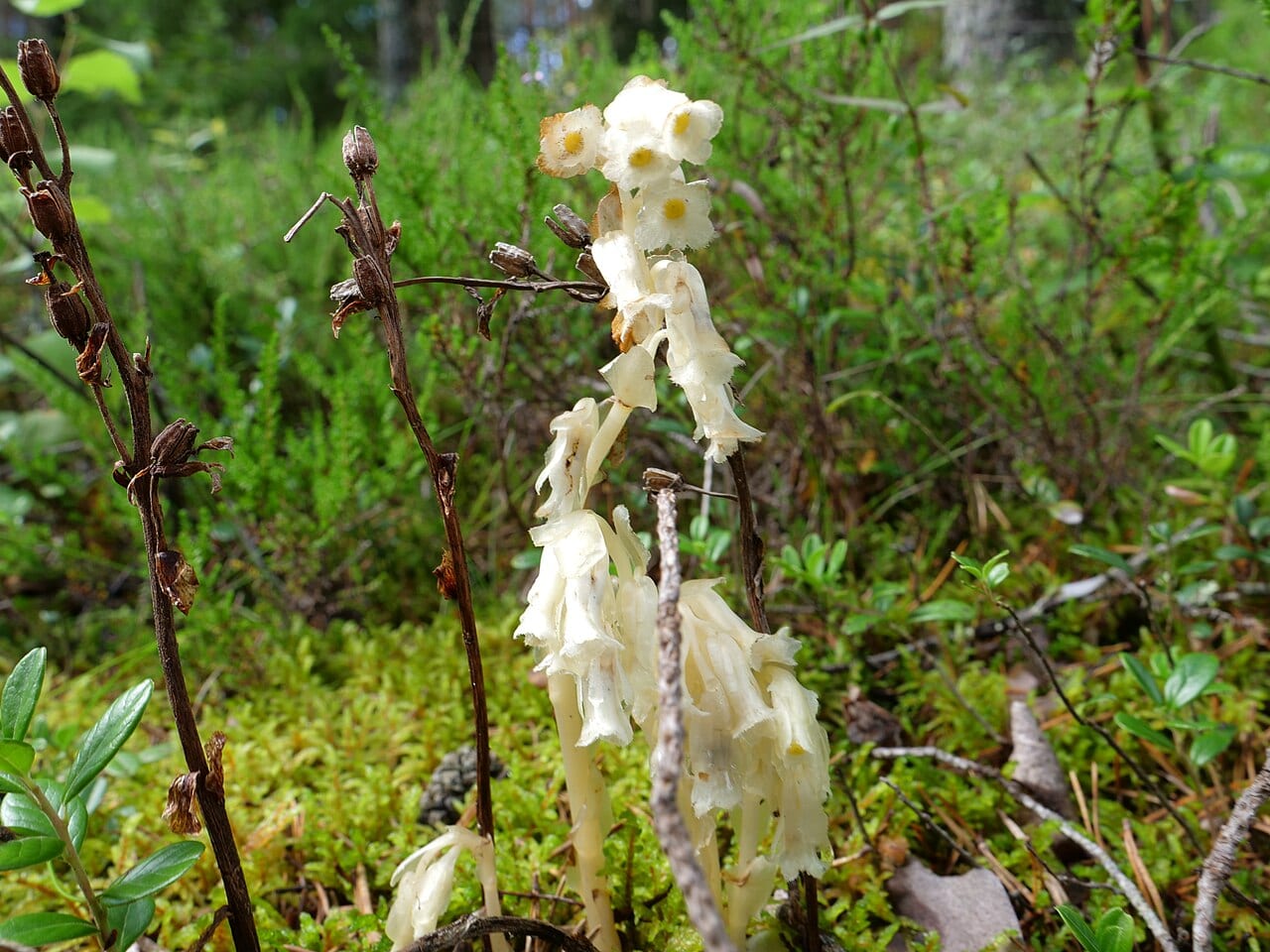 Pinesap (Monotropa hypopitys)