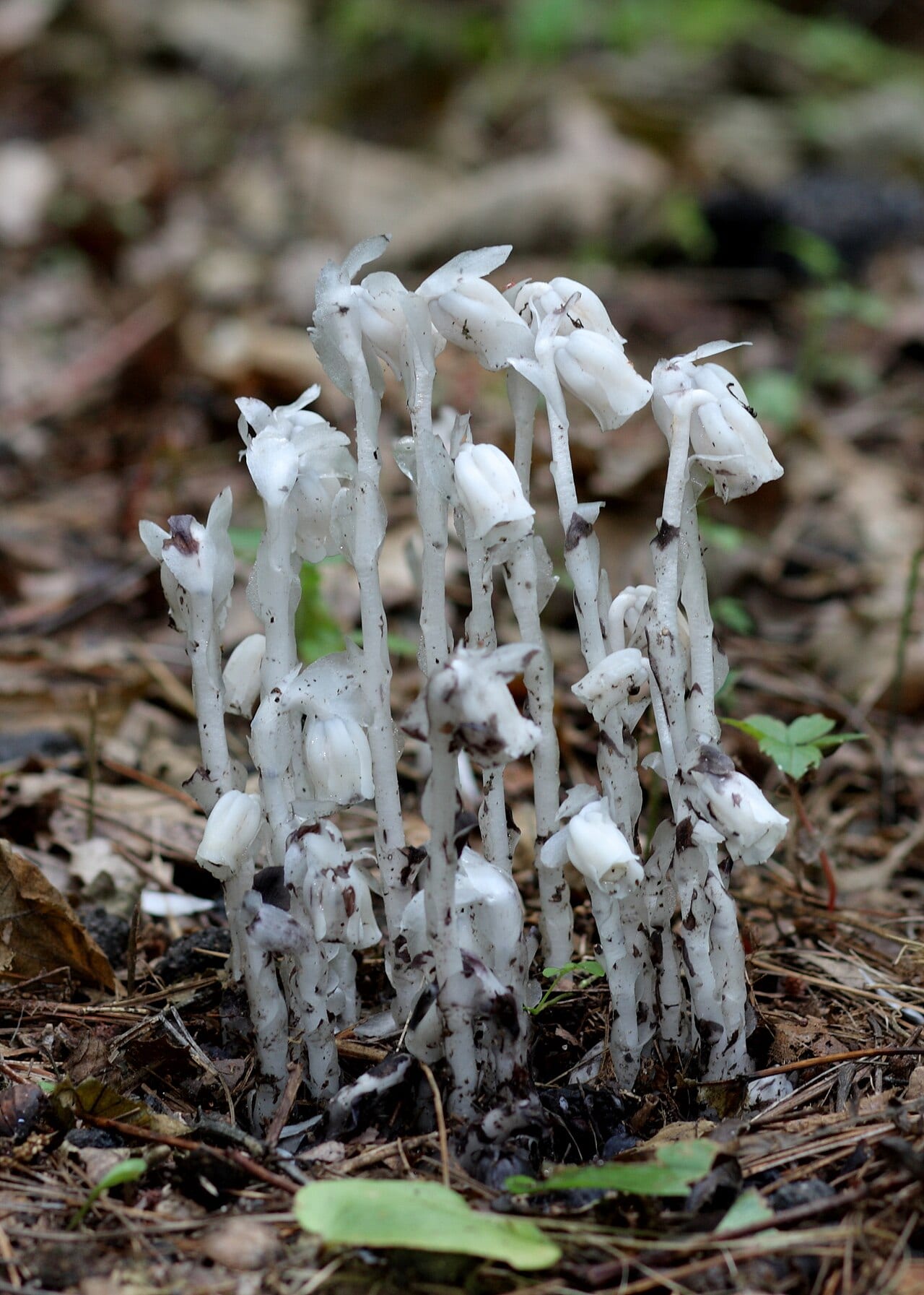 Indianpipe (Monotropa uniflora)