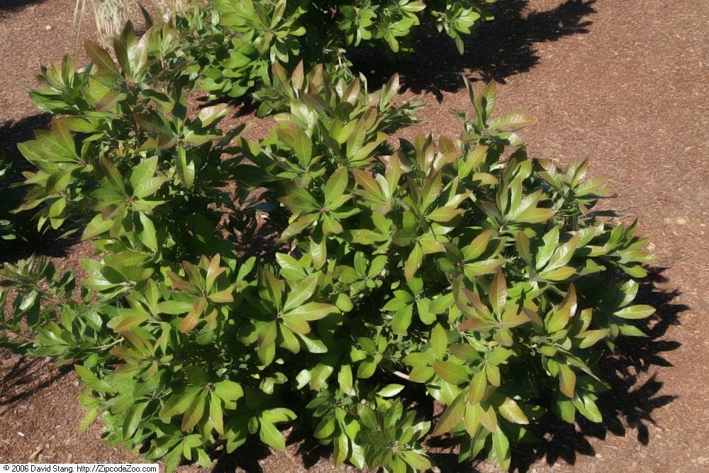 Southern bayberry (Morella caroliniensis)