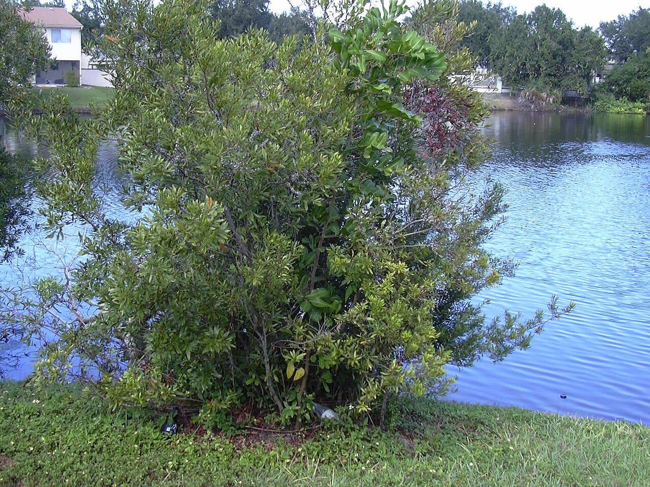 Wax myrtle (Morella cerifera)
