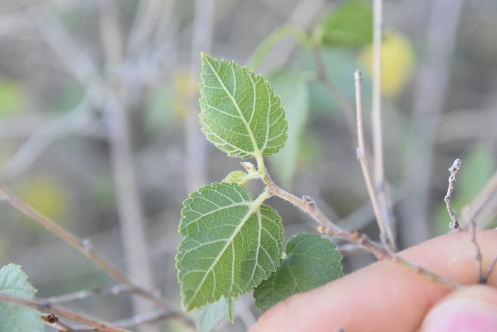 Texas mulberry (Morus microphylla)
