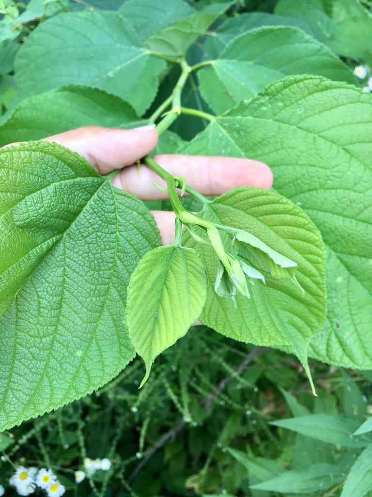 Red mulberry (Morus rubra var. rubra)