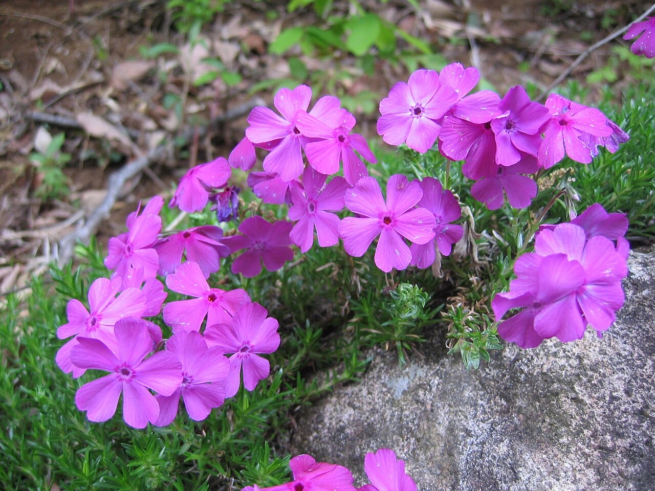 Moss Phlox (Phlox subulata)