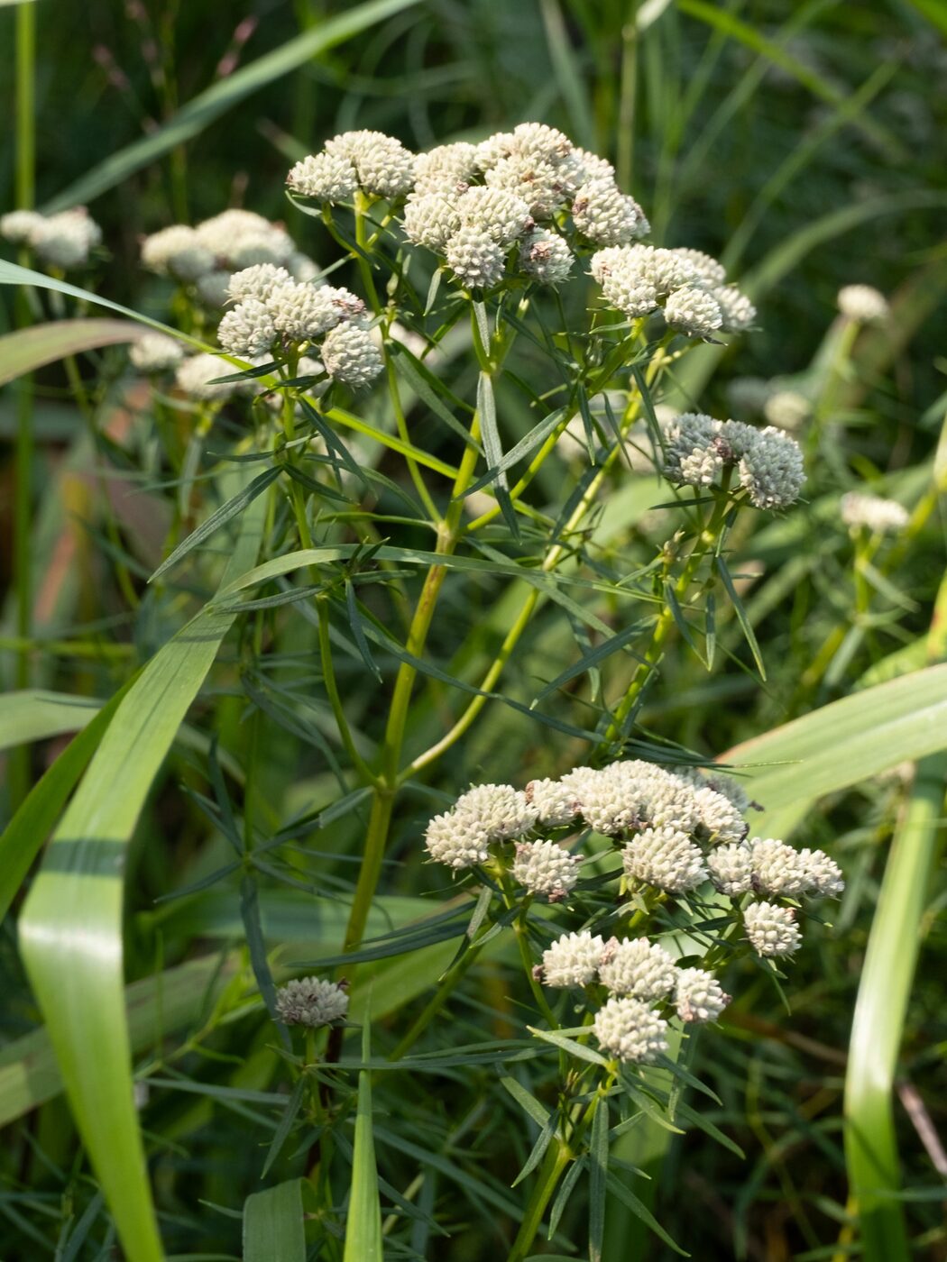 Slender Mountain Mint (Pycnanthemum tenuifolium) — narrow leaves and clusters of small white flowers