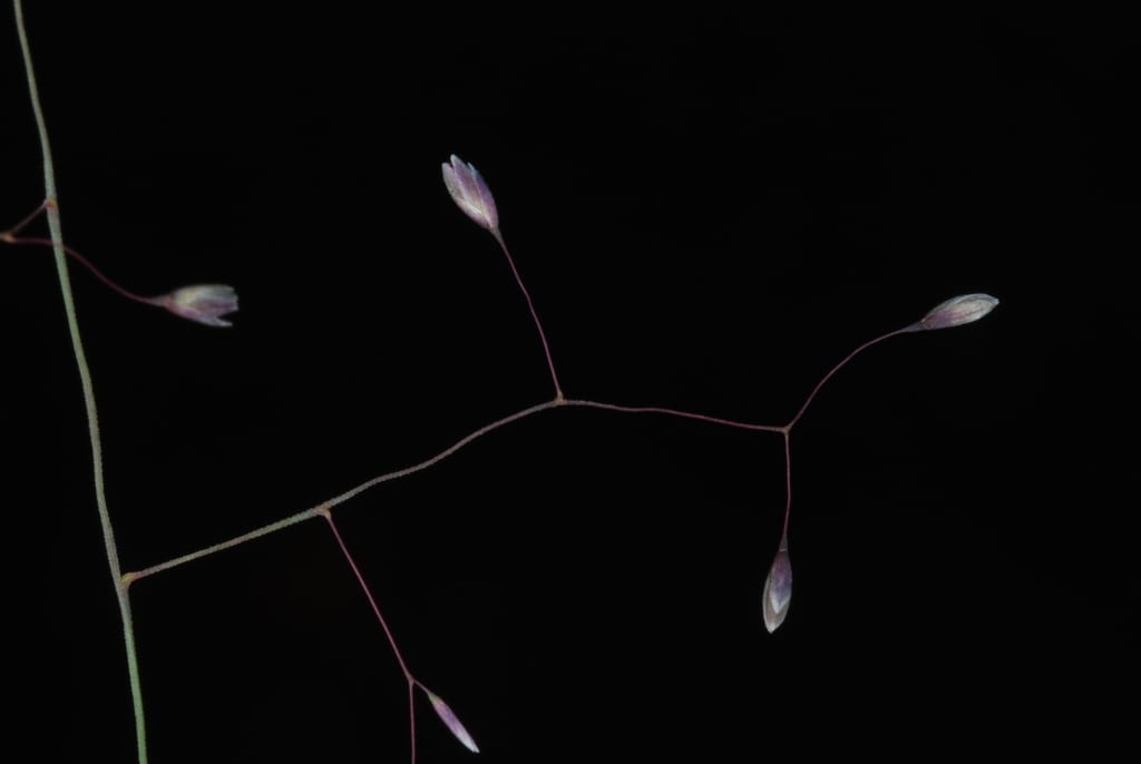 Muhly (Muhlenbergia × curtisetosa)