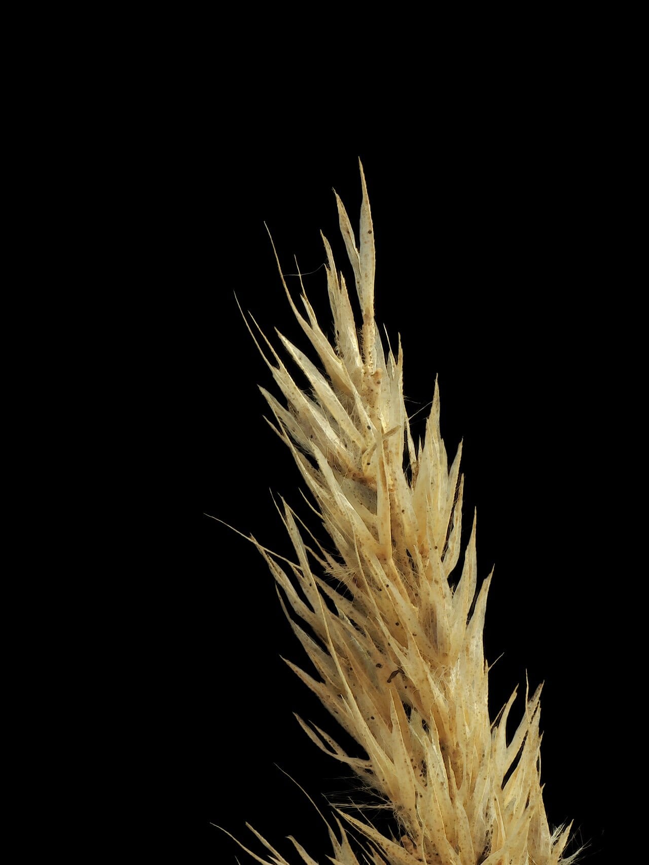 Fox-tail muhly (Muhlenbergia andina)