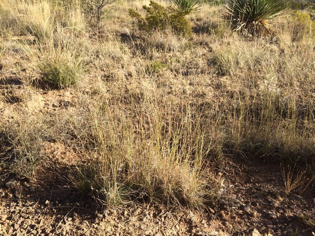 Sand muhly (Muhlenbergia arenicola)