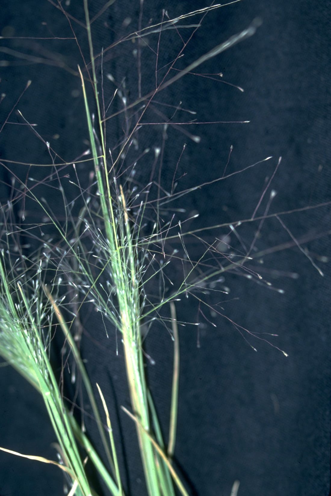 Scratchgrass (Muhlenbergia asperifolia)