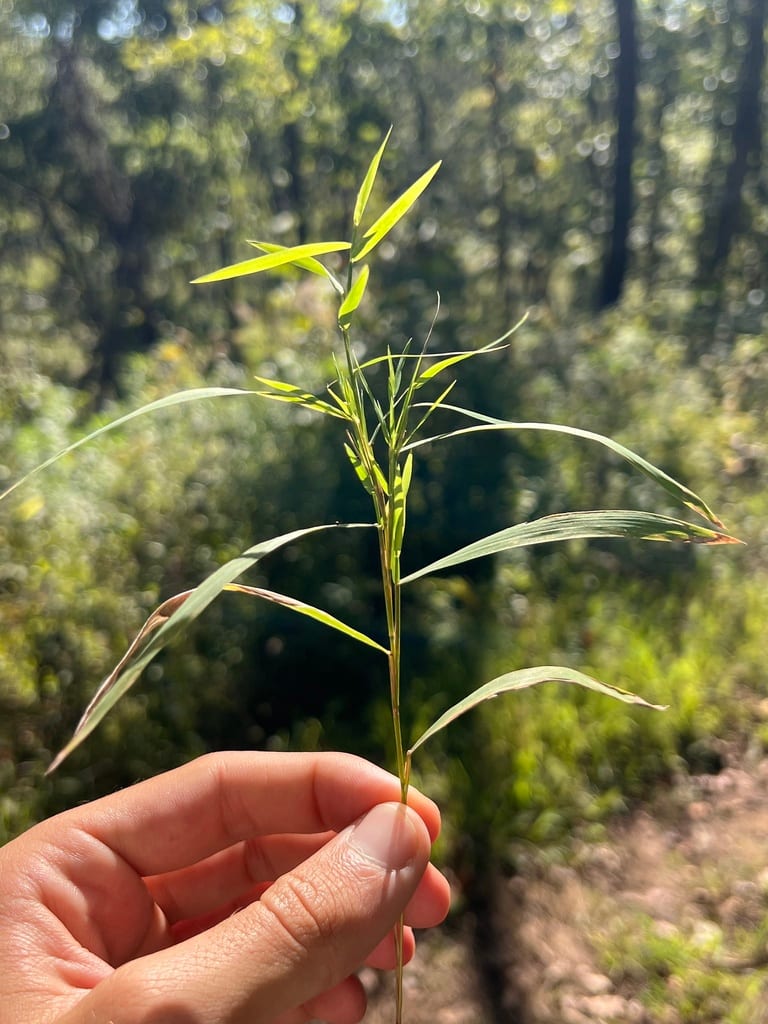 Nodding muhly (Muhlenbergia bushii)