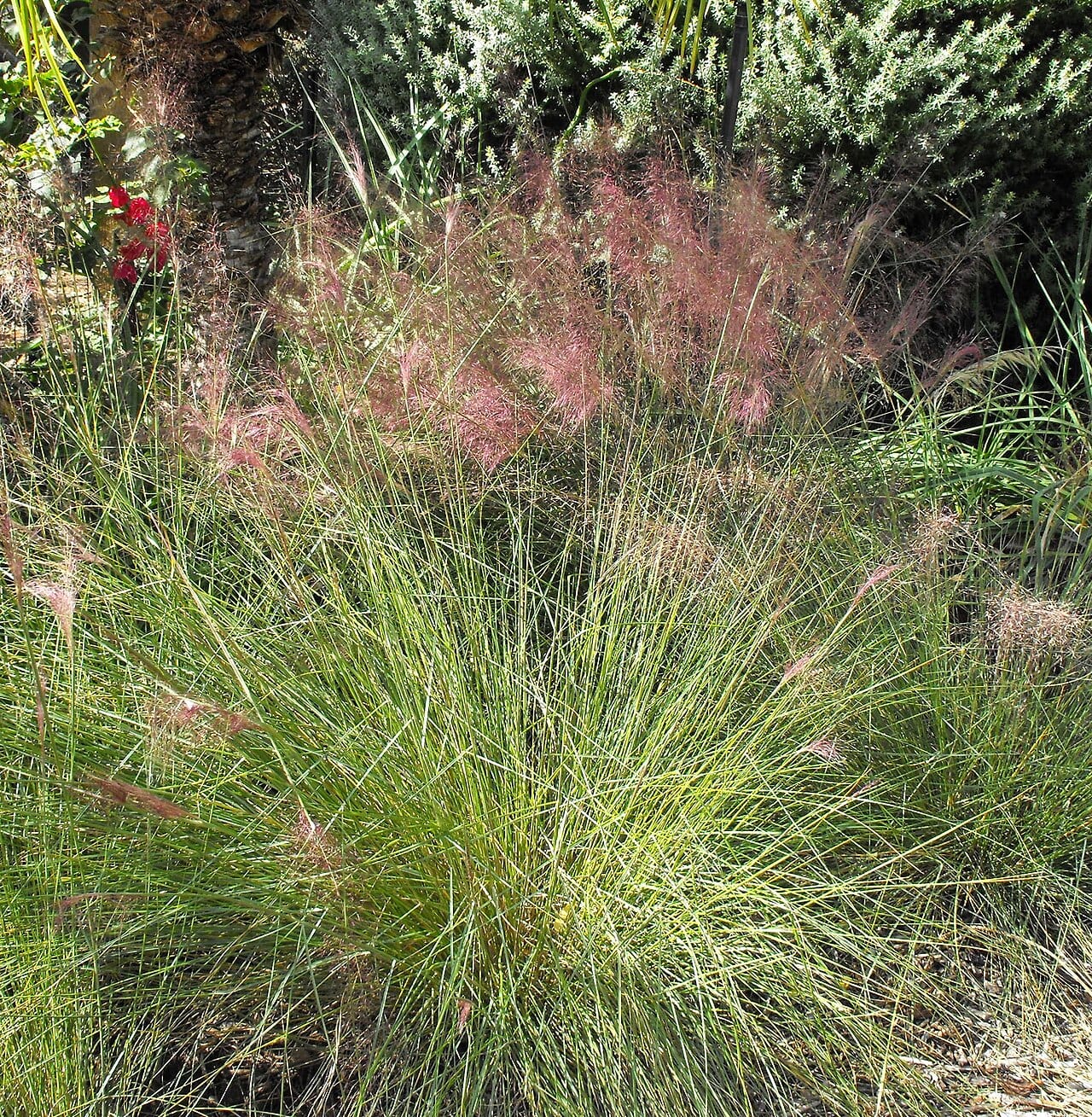 Gulf muhly (Muhlenbergia capillaris)