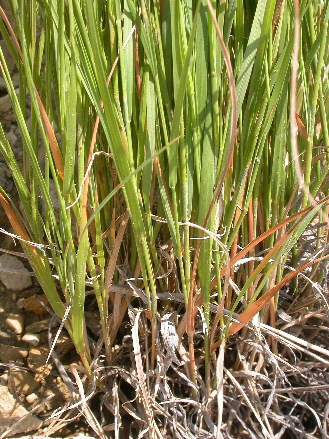 Plains muhly (Muhlenbergia cuspidata)