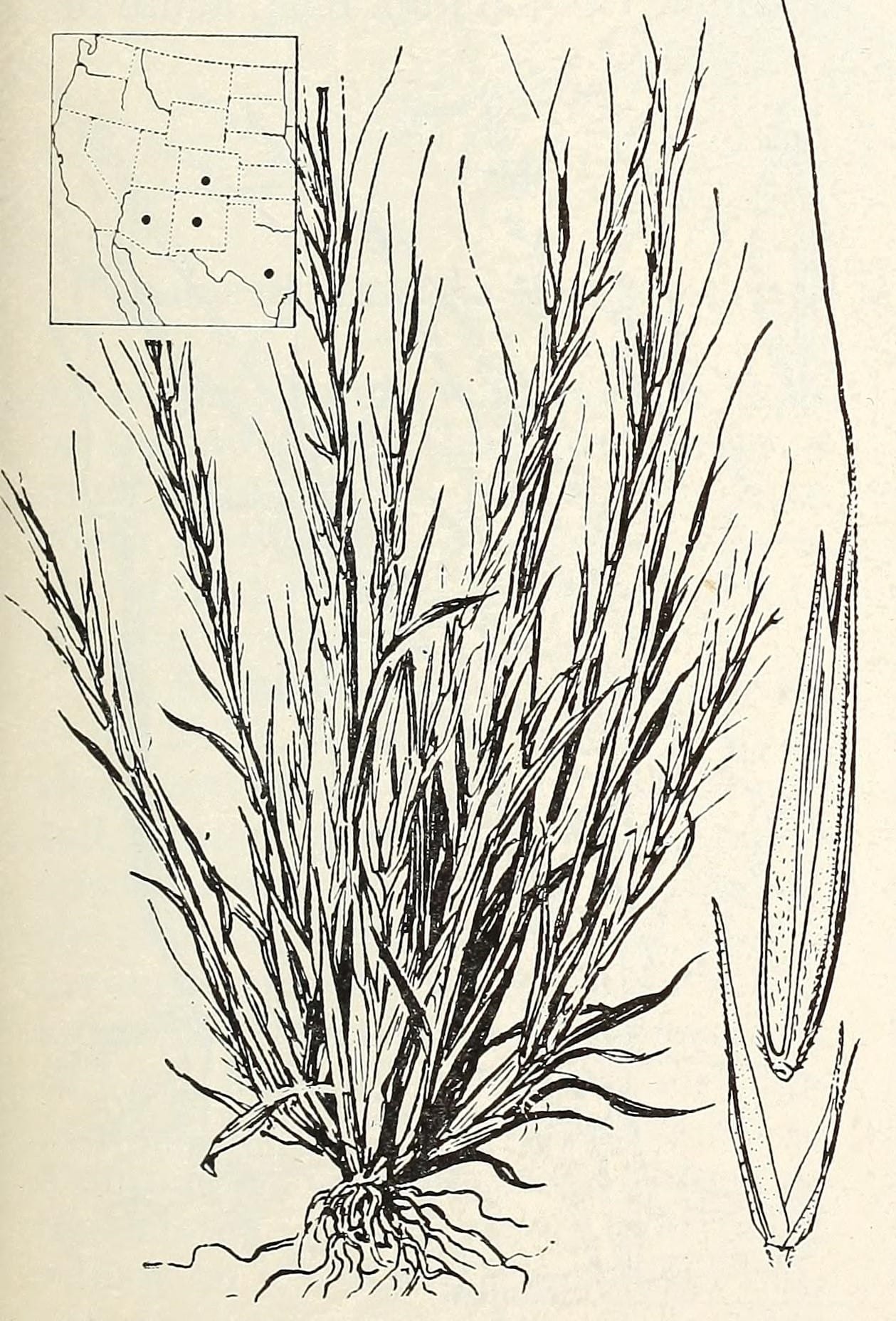 Pull-up muhly (Muhlenbergia filiformis)