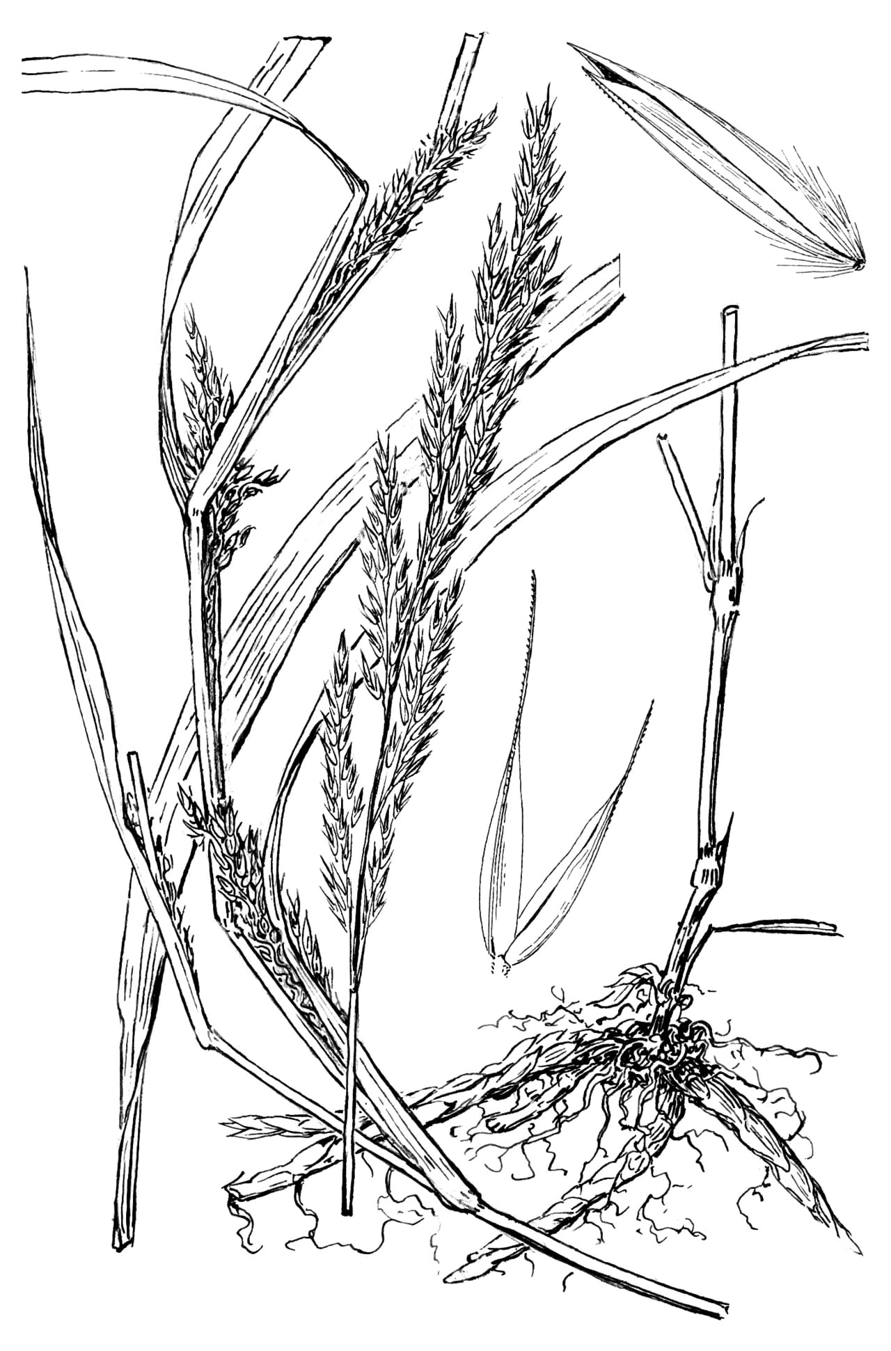Wirestem muhly (Muhlenbergia frondosa)