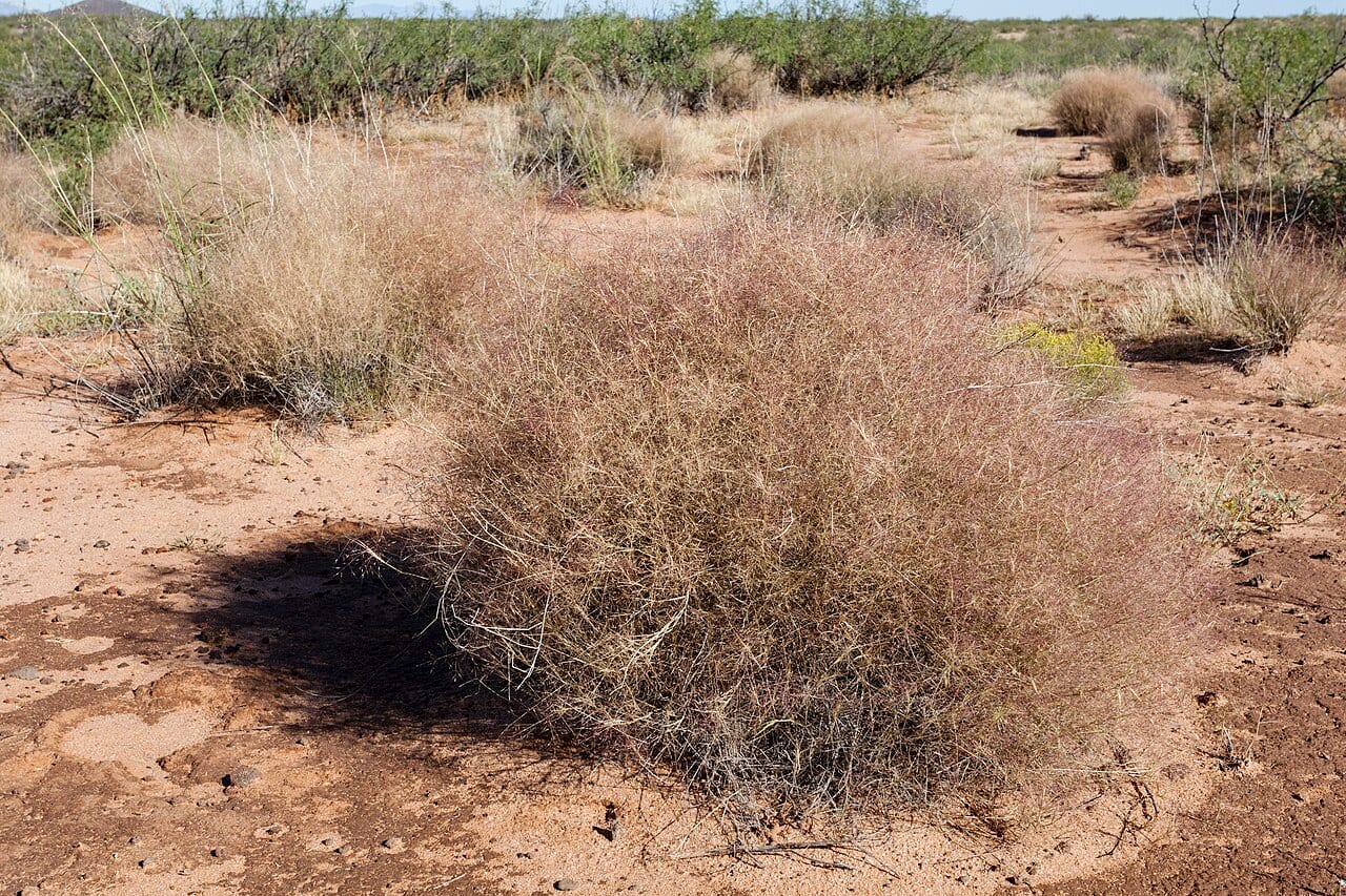 Bush muhly (Muhlenbergia porteri)
