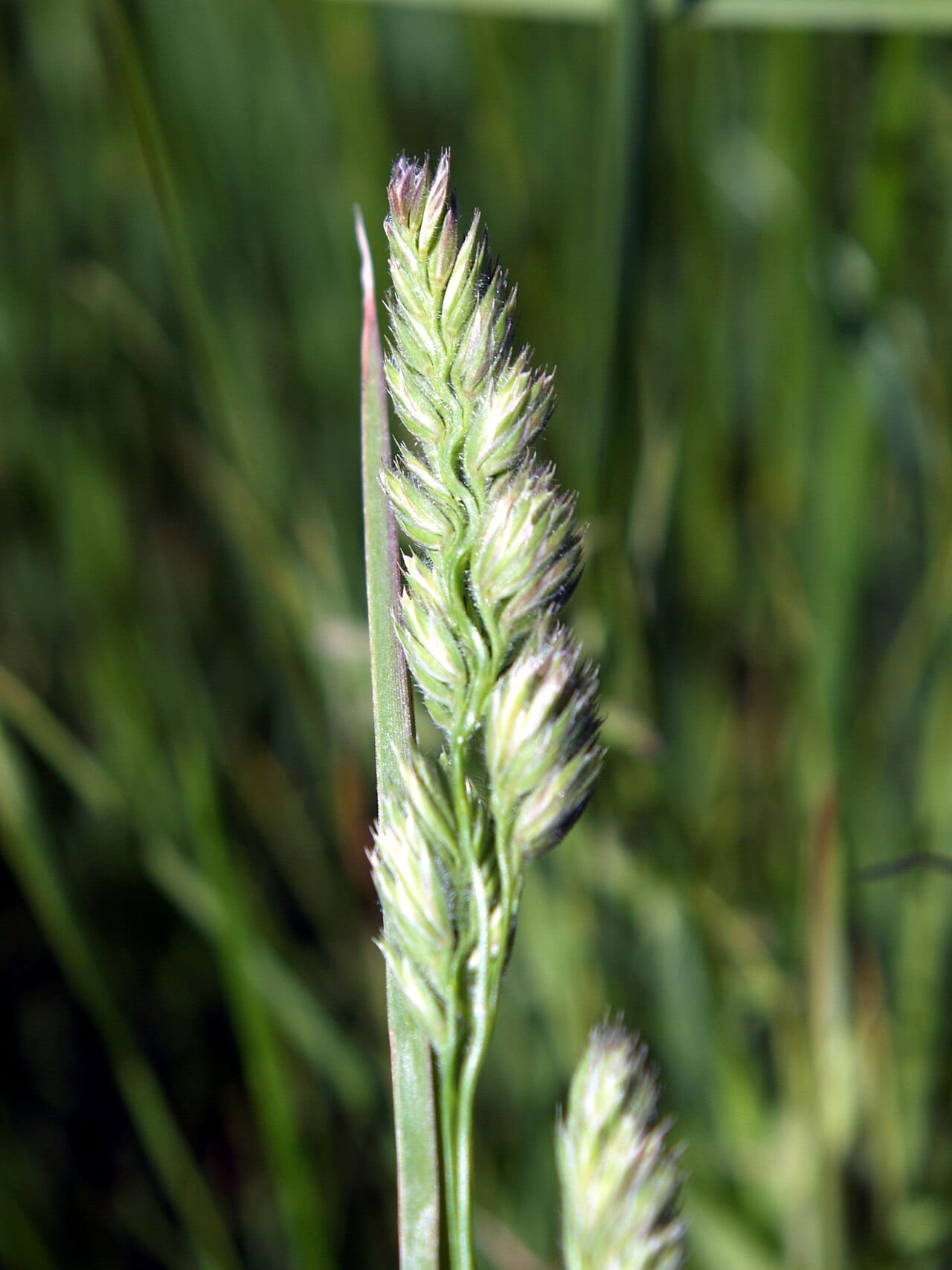 Marsh muhly (Muhlenbergia racemosa)